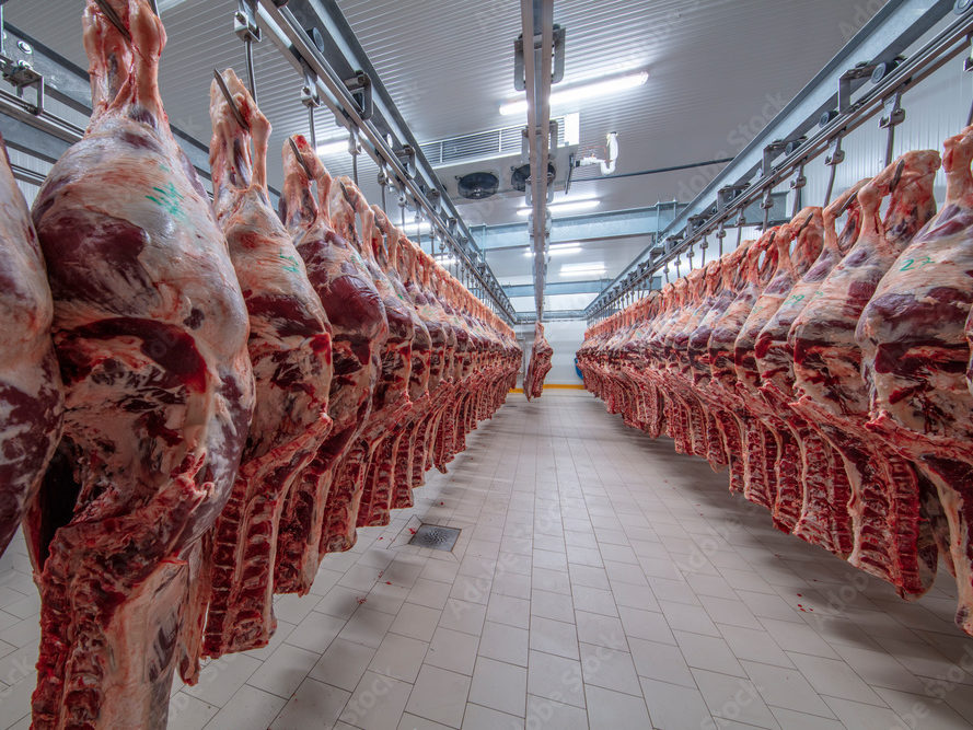 Beef carcasses hanging on rails